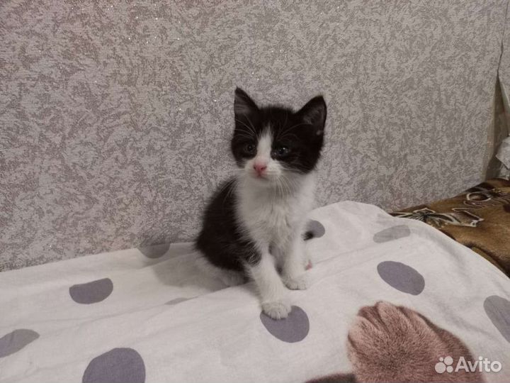 Ася в поисках дома