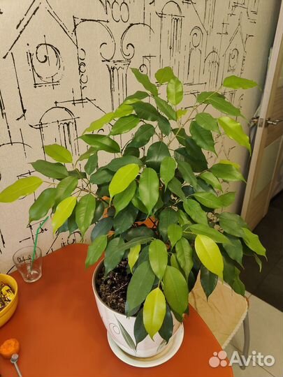 Фикус Бенджамина