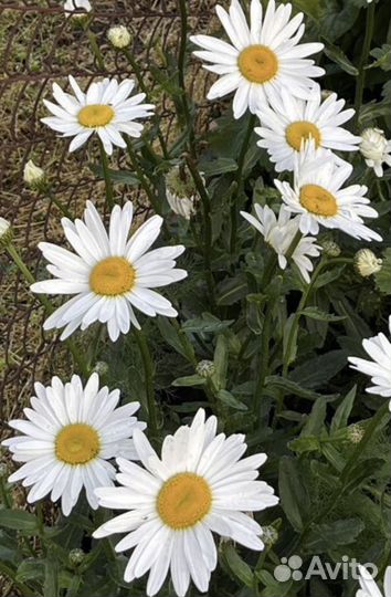 Ромашка крупная