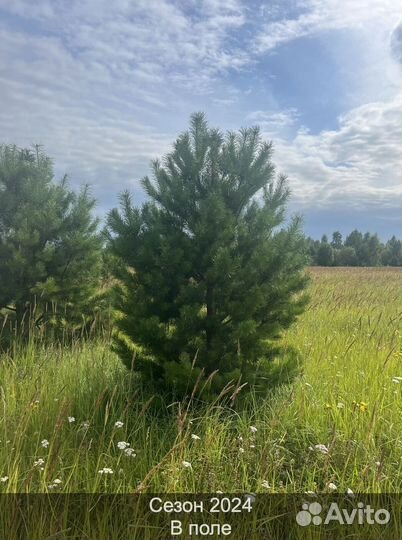 Сосна сентябрьская рождественская оптом