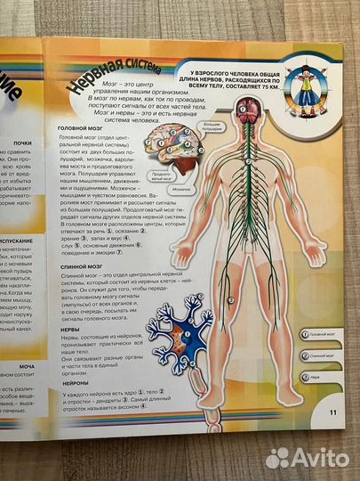 Тело человека