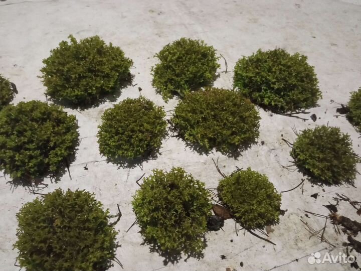 Цетрария декоративная