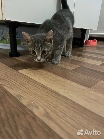 Котенок