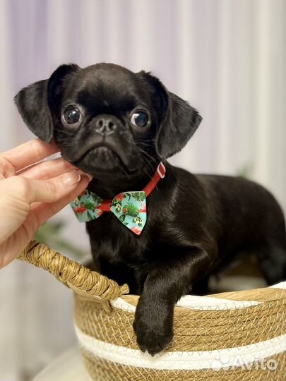 Малый брабансон