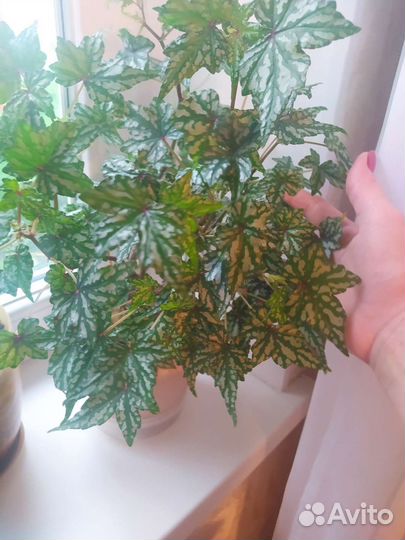 Гвоздика ампельная