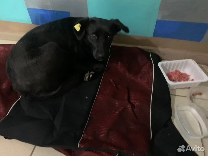 Собака в добрые руки отдам бесплатно