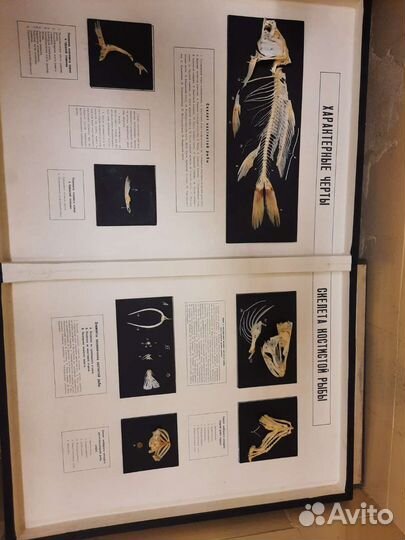 Муляж опорно двигательный аппарат