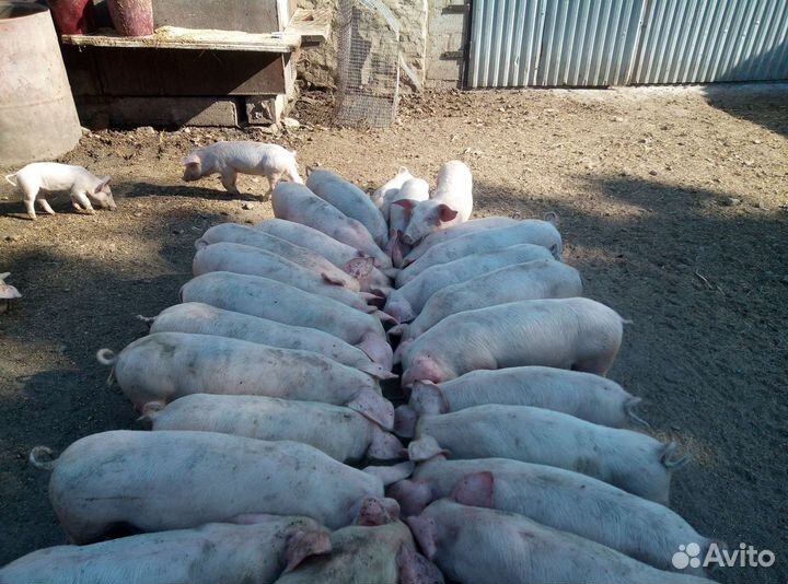 Поросята
