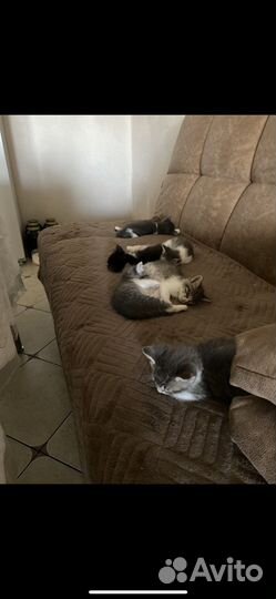 Отдам котят в добрые руки