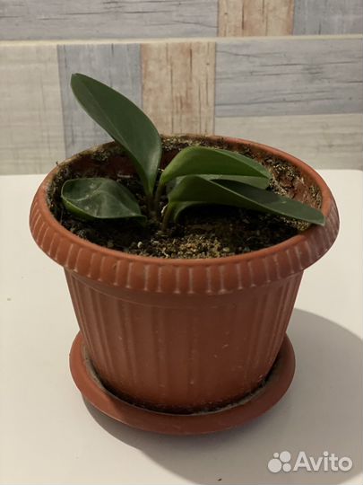 Цветок Пеперомия