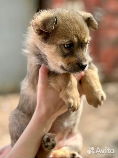 Щенки в добрые руки