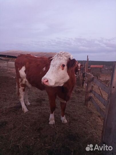 Корова стельная дойная