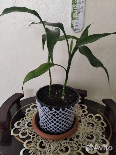 Комнатные цветы