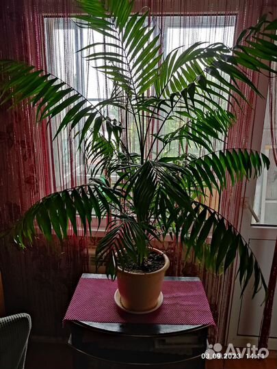 Пальма драцена, цена договорная