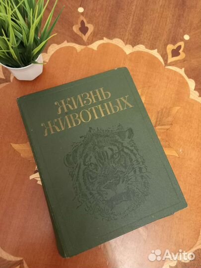 Энциклопедия для детей