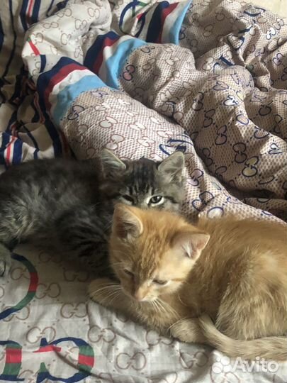 Кошка в дар