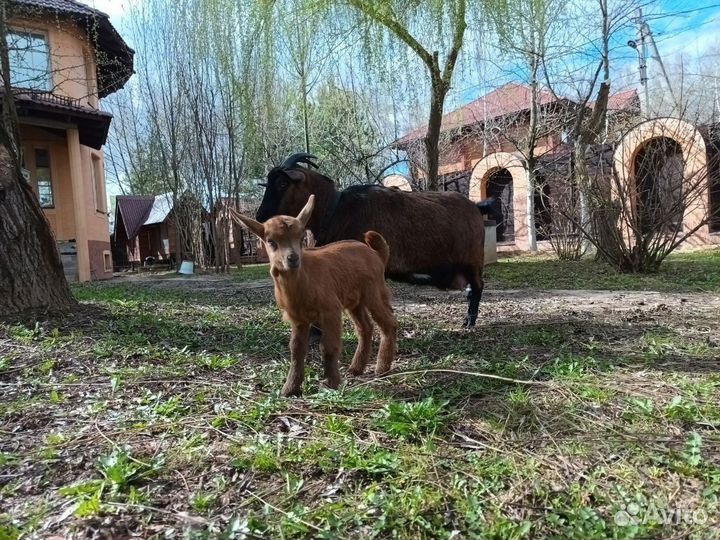 Камерунские козлята