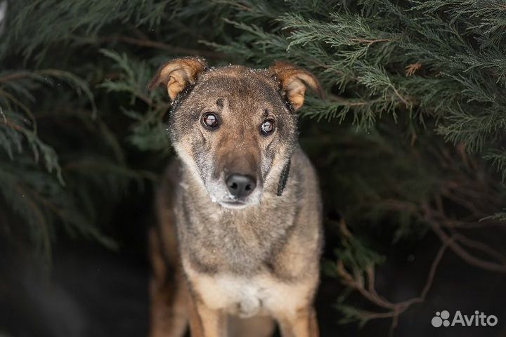 Плюшевый пёс Лори в поисках хозяев