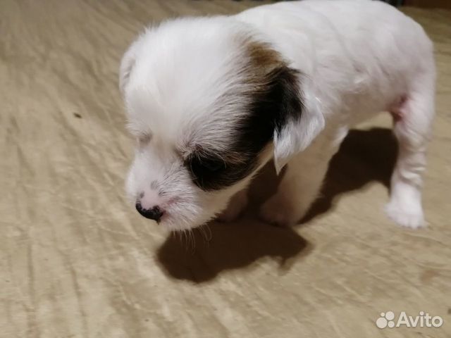 Щенки китайской хохлатой собаки объявление продам