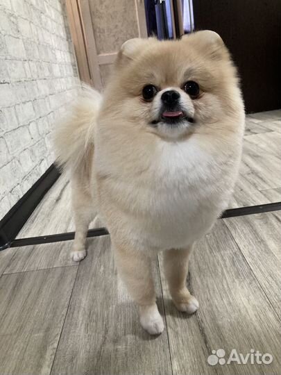 Вязка собак шпиц