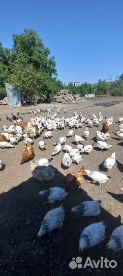 Молодые петушки