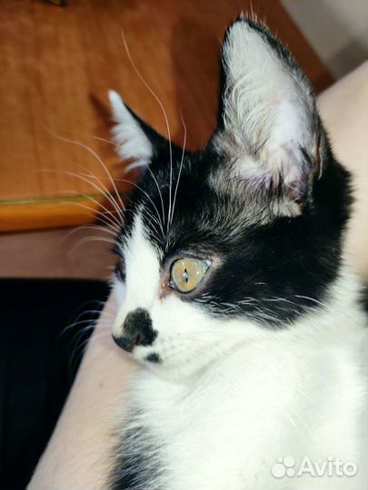 Кошка в дар бесплатно