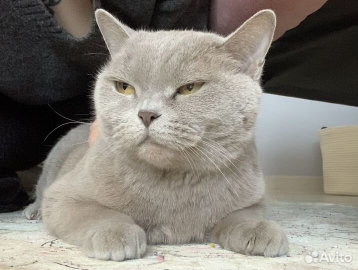 Британская кошка