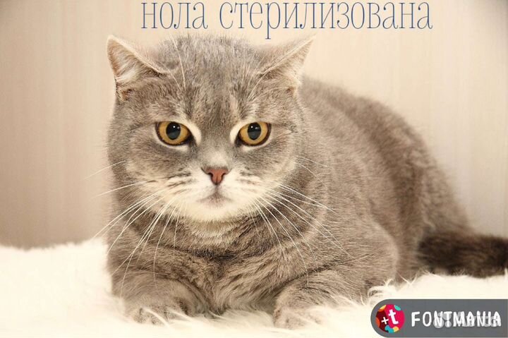 Нола ищет дом