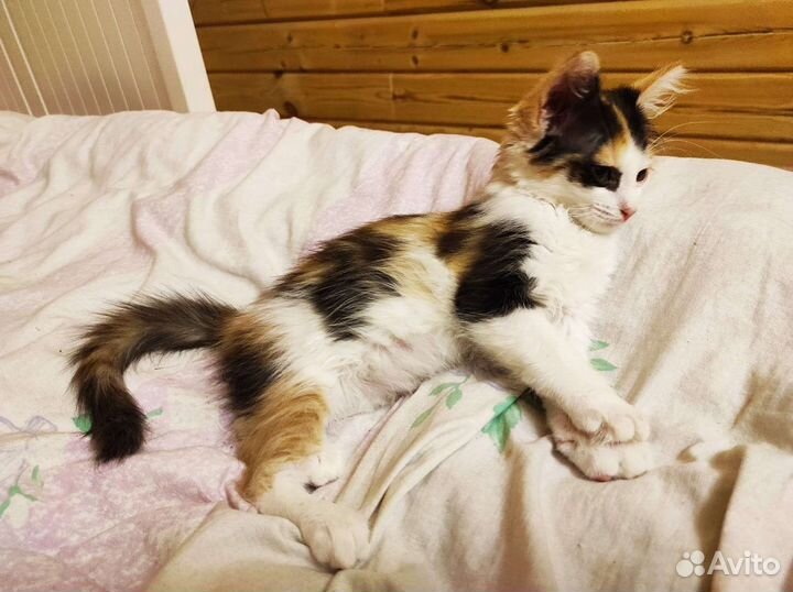 Котёнок в добрые руки Бесплатно