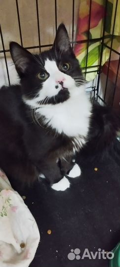 Котик Шнурок, 6 мес