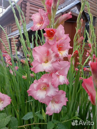 Гладиолусы и Георгины на срез