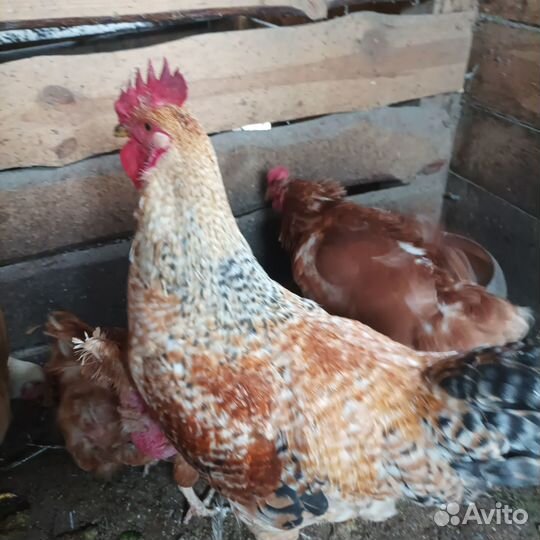 Молодые петухи