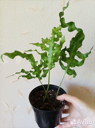 Папоротник нефролепис Зеленая волна