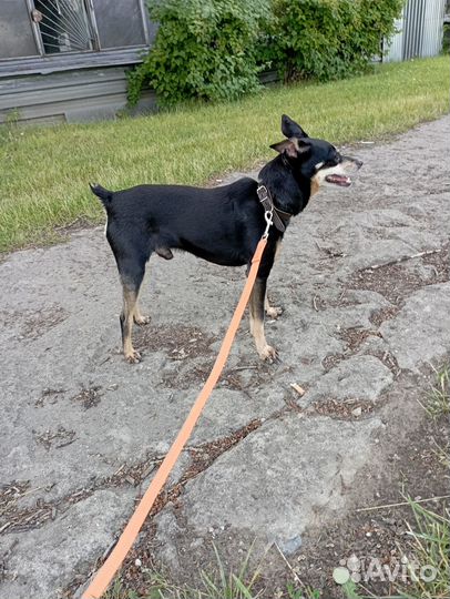 Цвергпинчер 3 года, 4 кг, в добрые руки