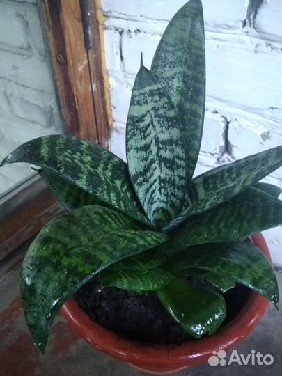 Комнатные растения бесплатно