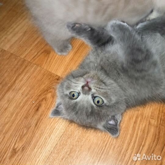 Вислоухие котята