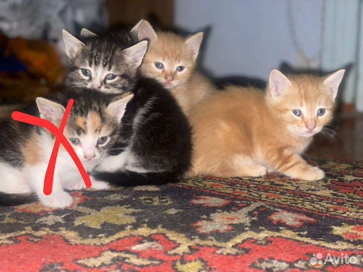 Котята в добрые руки бесплатно