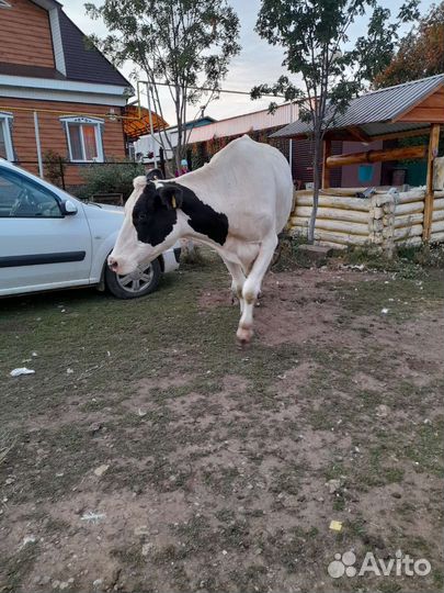 Корова высокоудойная