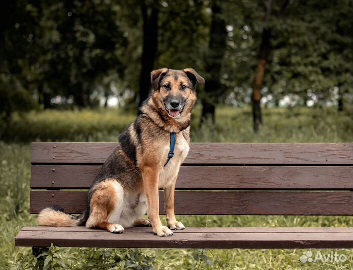 Пёс в добрые руки