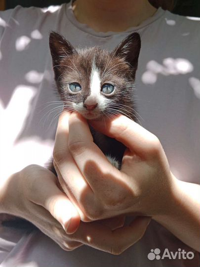 Котята бесплатно