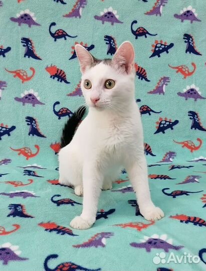 Отдам будущую мышеловку