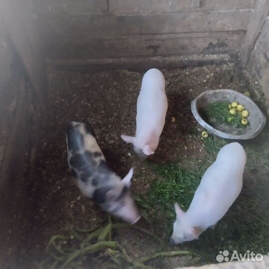 Поросенок ландрас