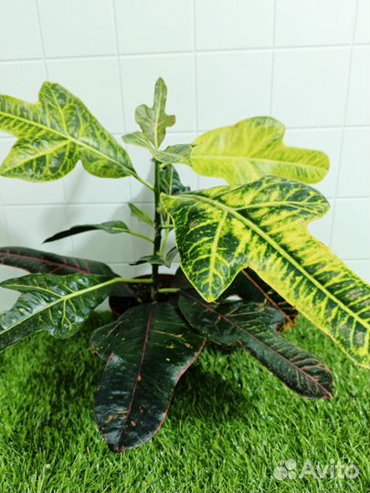 Кротон экселент