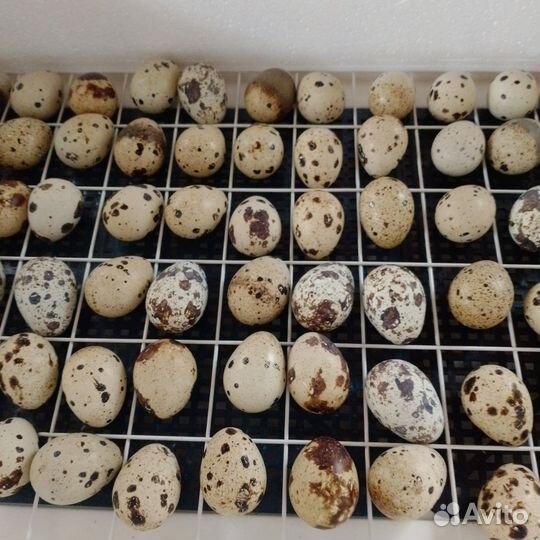 Яйца перепелиные