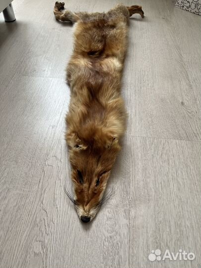 Мех лисы. (торг)