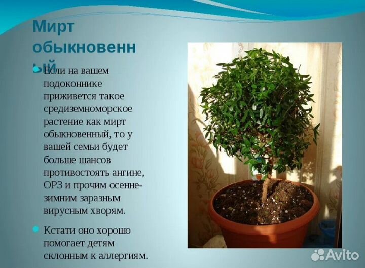 Мирт дерево здоровья и благополучия