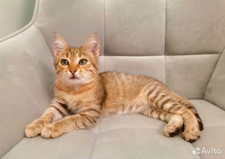 Котёнок рысенок девочка с зелеными глазами
