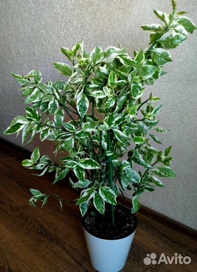 Педилантус