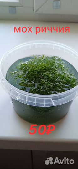 Аквариумное растения