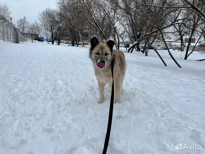 Букля ищет дом